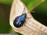 MJH_Alder-Leaf-Beetle_OM1-MZ40150-14TC_Chest170424