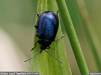 MJH_Alder_Leaf_Beetle2_OM1-40150-14TC_Chest170424_ v1