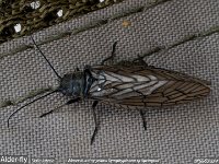 MJH_Alderfly_OM1-40150-14TC_Chest160424 v1-1