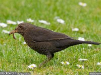 MJH_Blackbird-f_OM1-MZ300f4_BGKeep120424