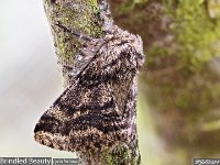 MJH_Brindled-Beauty_OM1-MZ90mm_TChest040424 v1