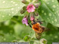 MJH_Carder-Bee_OM1-90-V350_FGKeep050424 v1