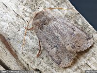 MJH_Chestnut_OM1-90mm-nl_TBGKeep120424 v1