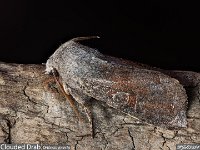 MJH_Clouded_Drab_OM1-90-nl_TMest1--424 v1