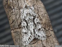 MJH_Early-Grey_OM1-90mm-nl_TFGKeep130424 v1