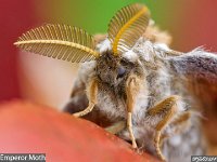 MJH_Emperor_OM1-90mm_Lure-BGKeep120424v1