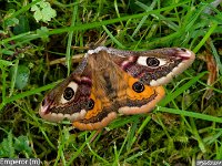 MJH_Emporer_OM1-40-150mm_Lure-BGKeep120424