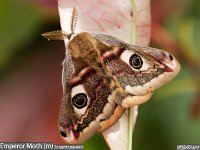 MJH_Emporer_OM1-MZ300f4_Lure-BGKeep120424 v1