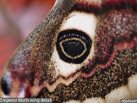 MJH_Emporer_wingdetail_OM1-90mm_Lure-BGKeep120424 v1