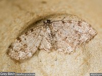 MJH_Grey-Birch_OM1-90mm-nl_TMest100424 v1