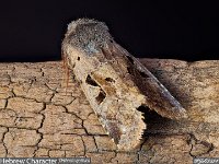 MJH_Hebrew-Character_OM1-90-nl_TMest100424 v1