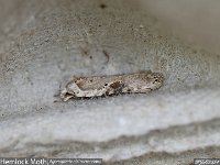MJH_Hemlock-moth_OM1-90mm_TChest040424 v1