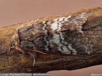 MJH_Lunar-Marbled-Brown_OM1-90-nl_TMest100424 v1