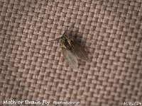 MJH_Moth-fly_OM1_Chest1804234 v1