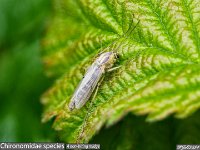 MJH_NBM_OM1_Chest210424 v1