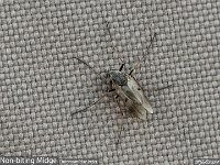 MJH_NBMidge_OM1-MZ40150-X14TC_Chest170424 v1