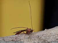 MJH_Ophion-scutellaris_OM1-90-nl_TChest0404224