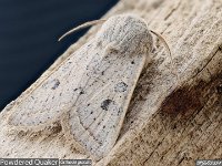 MJH_Powdered-Quaker_OM1-90mm-nl_TBGKeep120424 v1