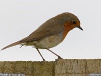 MJH_Robin_OM1-MZ300f4_BGKeep120424