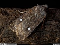 MJH_Satellite_OM1-90-nl_TMest100424 v1