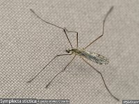 MJH_Symplecta-stictica_OM1-MZ40150-x14TC_Chest170424 v1