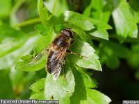 MJH_Tapered-Drone-Fly_OM1-90mm-V350_FGKeep050424 v1