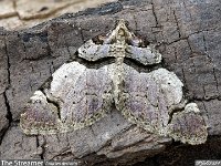 MJH_The-Streamer_OM1-90mm-nl_TFGKeep130424 v1