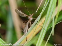 MJH_Tipula-oleracea_OM1_Chest180424