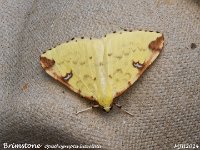 MJH_Brimstone_OM1-mc60mm-V350-Cygnustech diff-15st_TKeep3170824WN v1