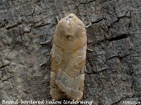 MJH_Broad-bordered Yellow Underwing_OM1-mz60mm-nl-15st_TMest0108724WN v1