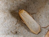 MJH_Buff Footman_OM1-mz60mm-nl-15st_TMest0608724WN v1