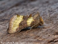 MJH_Burnished Brass_OM1-mc60mm-V350-Cygnustech diff-15st_TKeep310824WN v1