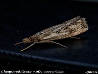 MJH_Chequered Grass-moth_OM1-mz60mm-nl-15st_TMest1208724WN v1
