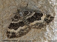 MJH_Common Carpet_OM1-mz60mm-nl-15st_TMest0108724WN v1