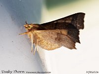 MJH_Dusky Thorn_OM1-mz60mm-nl-15st_TKeep1108724WN v1