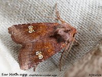 MJH_Ear Moth_OM1-mz60mm-nl-15st_TMest0108724WN v1