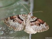 MJH_Flame Carpet_OM1-mz60mm-nl-15st_TMest0108724WN v1