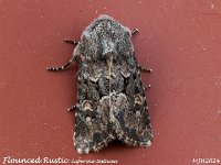 MJH_Flounced Rustic_OM1-mz60mm-nl-15st_TKeep1708724WN v1