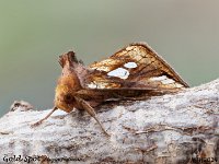 MJH_Gold Spot_OM1-mz60mm-nl-21st_TKeep1708724WN v1