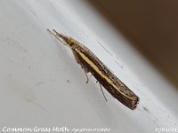 MJH_Grass Moth_OM1-mz60mm-nl-15st_TKeep1708724WN v1