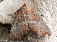 MJH_Herald_OM1-mz60mm-nl-15st_TMest0108724WN v1