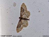 MJH_Least Carpet_OM1-mz60mm-nl-15st_TKeep1108724WN v1