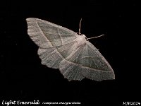 MJH_Light Emerald_OM1-mc60mm-V350-Cygnustek diff-8st_TMest270824WN v1