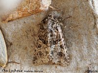 MJH_Lychnis_OM1-mz60mm-nl-15st_TMest0108724WN v1