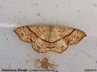 MJH_Maidens Blush_OM1-mz60mm-nl-15st_TMest1208724WN v1