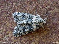 MJH_Marbled Beauty_OM1-mz60mm-nl-15st_TKeep1108724WN v1