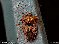 MJH_Parent Bug_OM1-mz60mm-nl-15st_Mest0508724WN v1