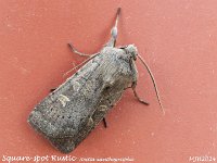 MJH_Rustic Square-spot_OM1-mz60mm-nl-15st_TKeep1708724WN v1-2