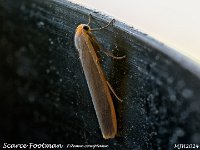 MJH_Scarce Footman_OM1-mz60mm-nl--15st_TKeep1108724WN v1