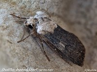 MJH_Shuttle-shaped Dart1_OM1-mz60mm-nl--15st_TKeep1108724WN v1